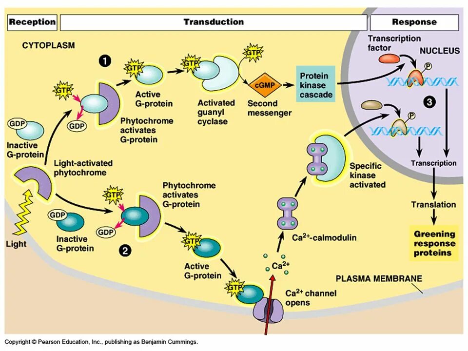 Plant physiology. Фитохром в растениях. Механизм PTI in Plants. Синтез брассиностероидов. Киназы для растений.