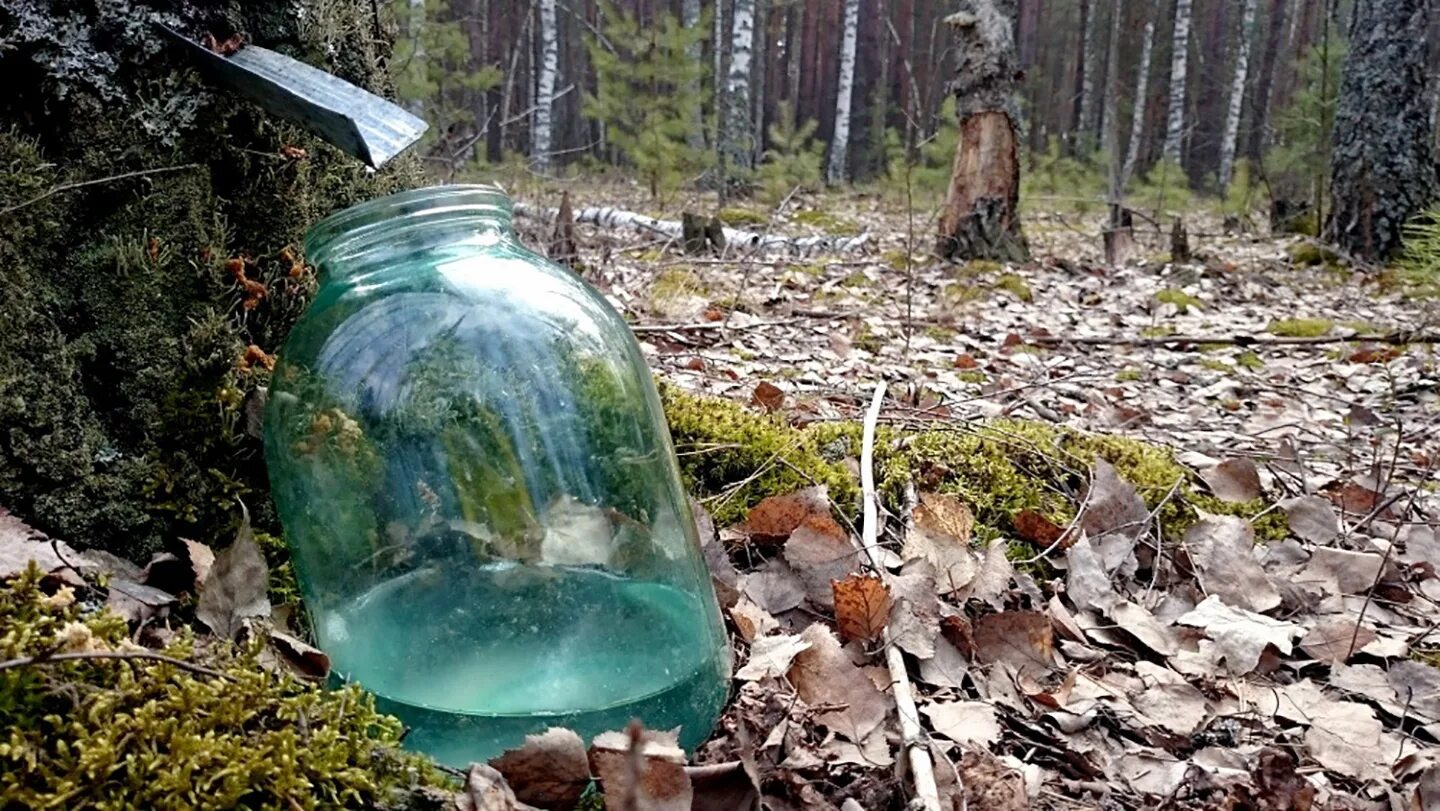 Свежий березовый сок. Сбор березового сока. Добывание березового сока.