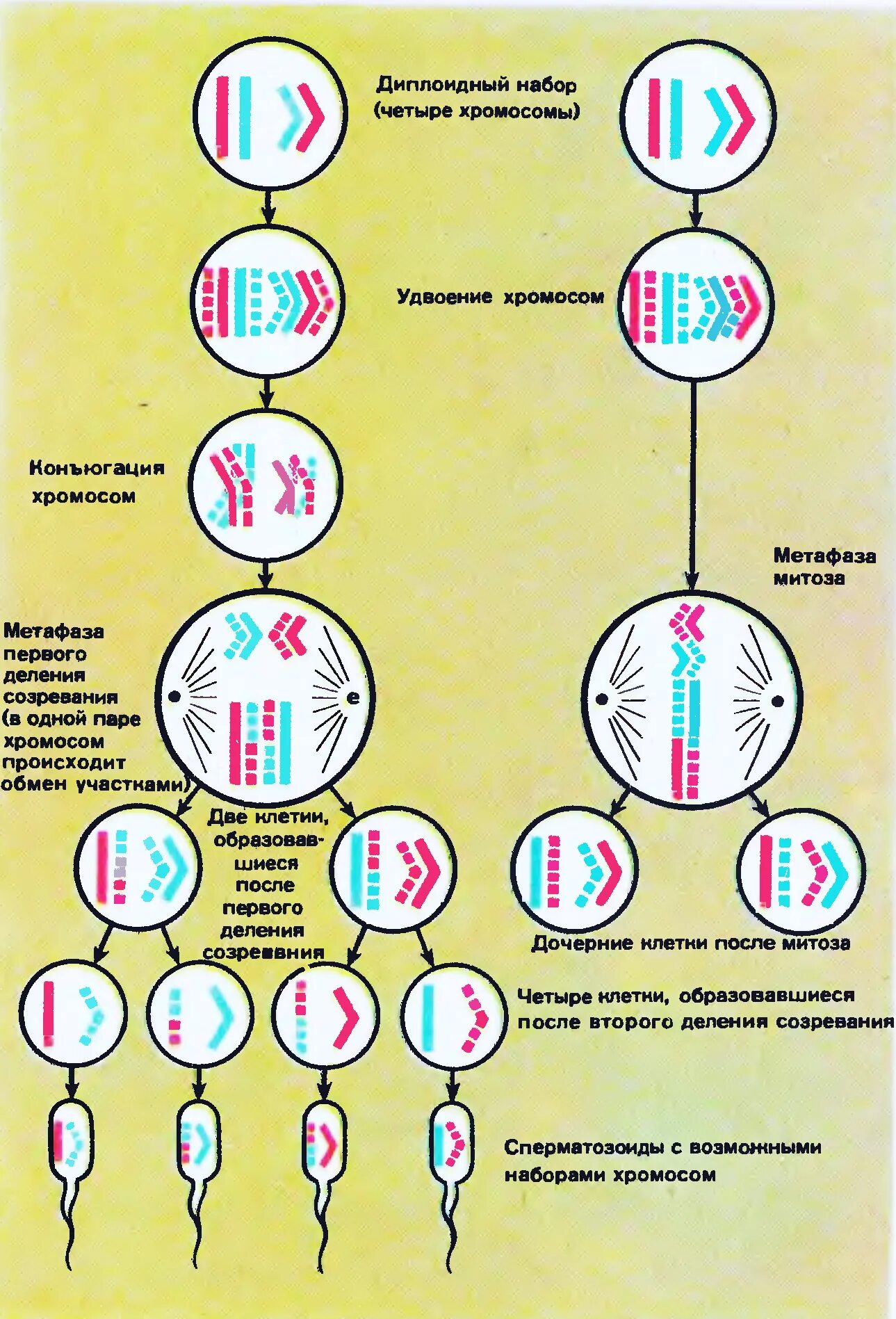 Схема мейоза с хромосомами. Деление клетки мейоз схема. Фазы мейоза и их набор хромосом. Мейоз фазы и набор хромосом. Гомологичные хромосомы митоз или мейоз