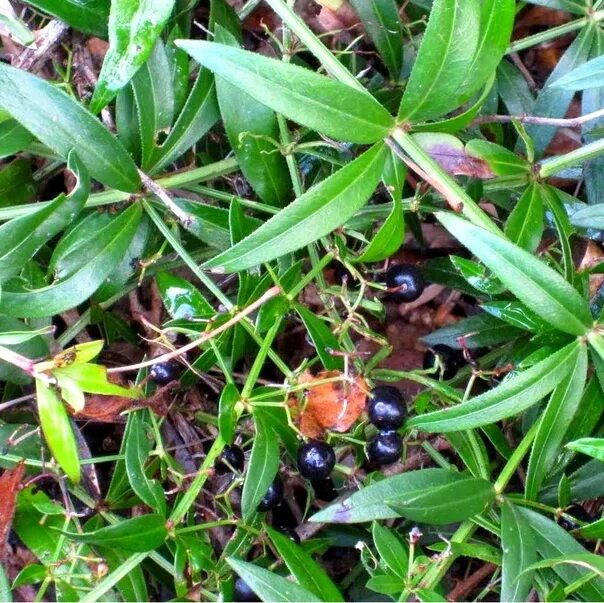 Rubia tinctorum - Image of an specimen - Plantarium