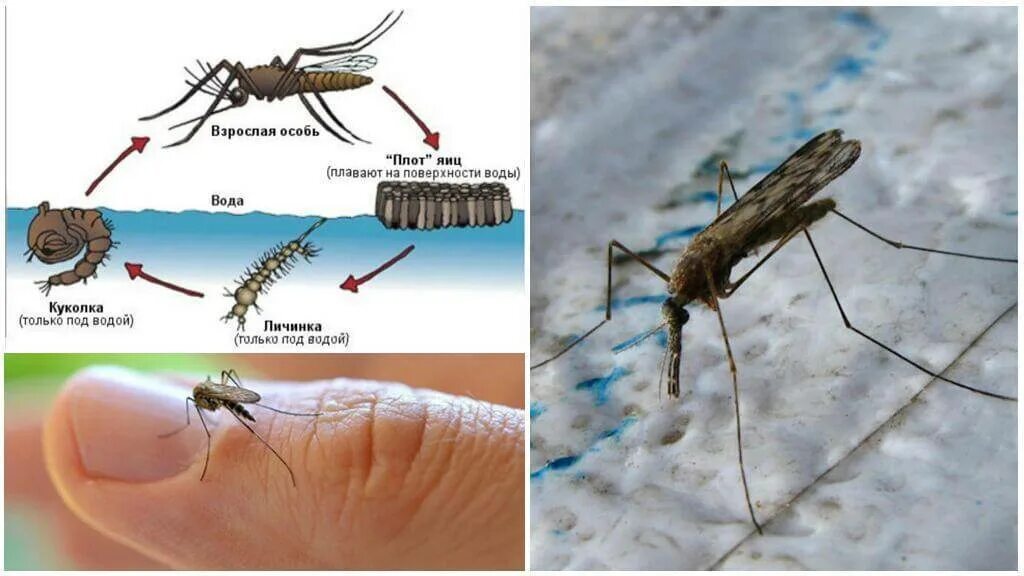 Какое развитие у малярийного комара. Малярийный комар и обычный. Малярийный комар опасен. Комар Пискун и малярийный комар. Малярийный комар укус разница.