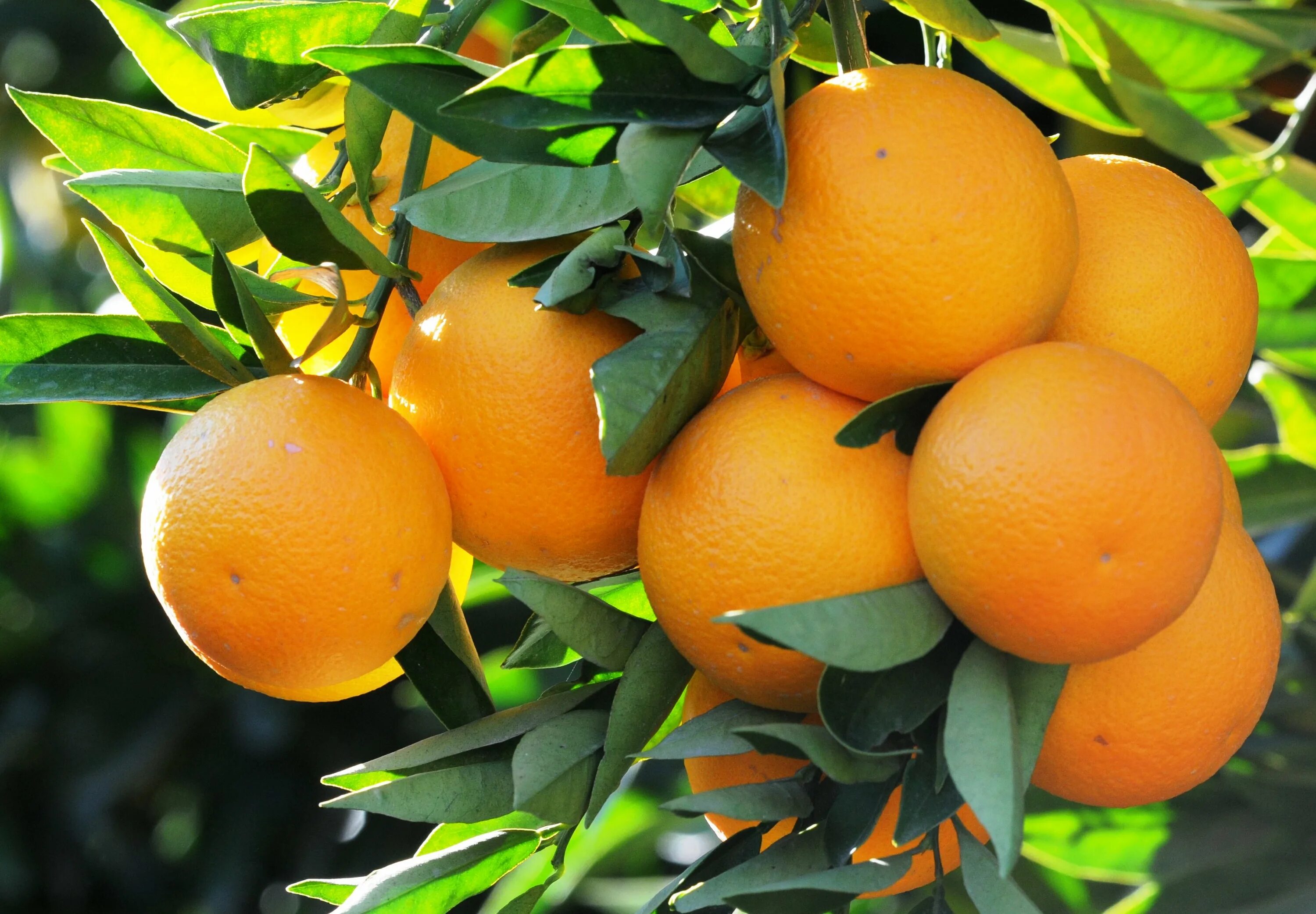 Мое дерево апельсина лима. Померанец дерево. Грейпфрутовое дерево. Citrus sinensis.