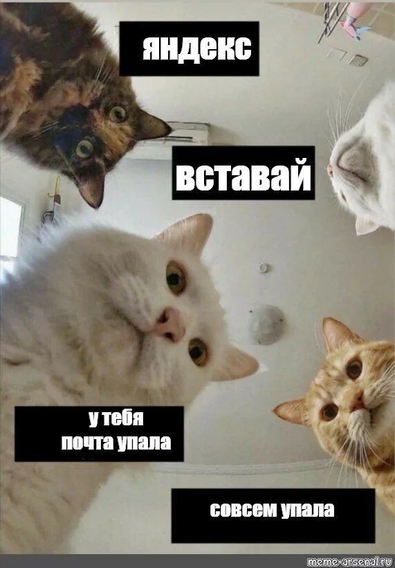 Упавший кот мем. Я упал мем с котом. падающий кот с бумажками мем. кот который упал с бумажками. оль вставай коты.