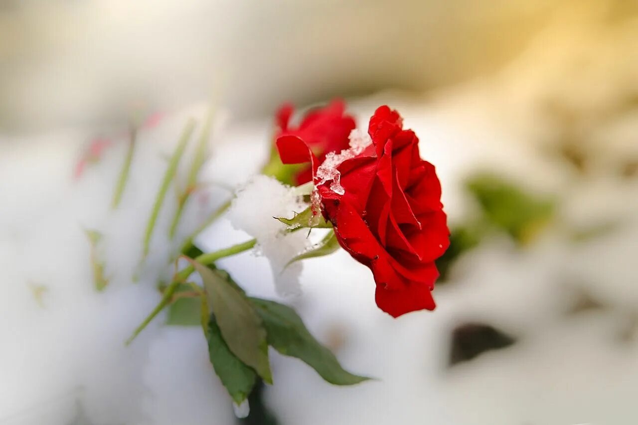 Цветы в снегу. Прощальные цветы. Прощание с цветами. Розы на снегу. Цвет прощания