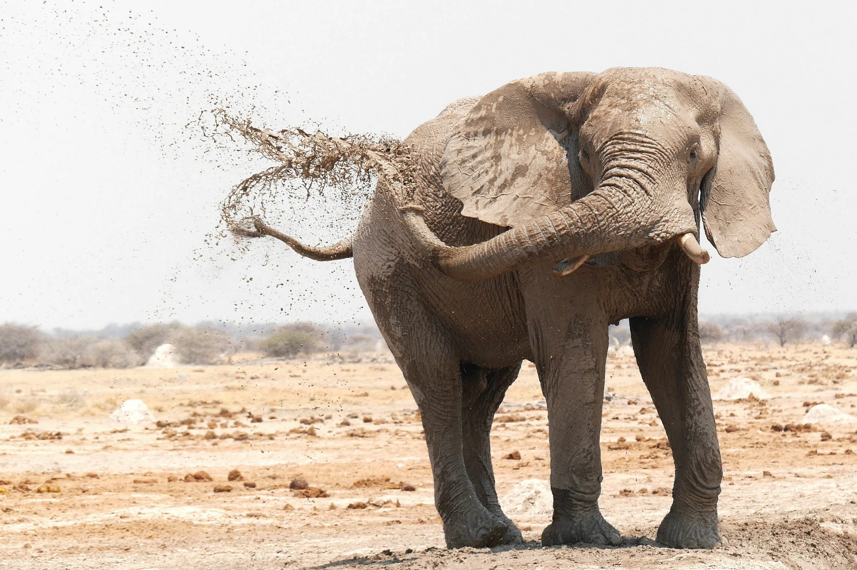 Слоны какой слон крупнее. Африканский саванный слон. Африканский саванный слон гиганты. Агрессивный слон. Самый большой слон.