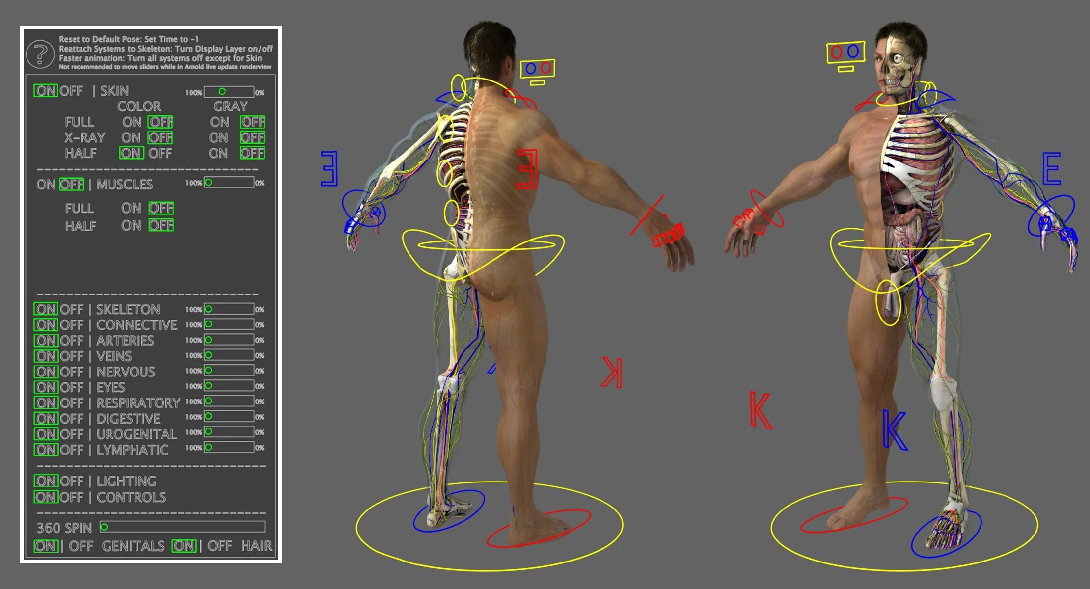 Как получить human. 3d модель человека. Риг 3д модели. Риг персонажа. Риггинг персонажа.