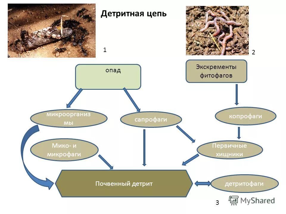 Детритная цепочка питания. Детритная цепь питания. Цепи разложения детритные. Детритная трофическая цепь.