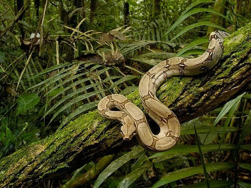 Джунгли амазонки удав. Тропические змеи. Змея в джунглях. Змеи в природе.