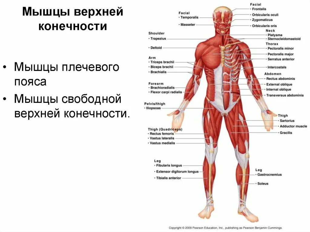Графологическая структура мышцы верхней конечности. Мышцы свободного отдела верхней конечности. Мышцы пояса верхней конечности анатомия. Мышцы пояса верхней конечности функции.
