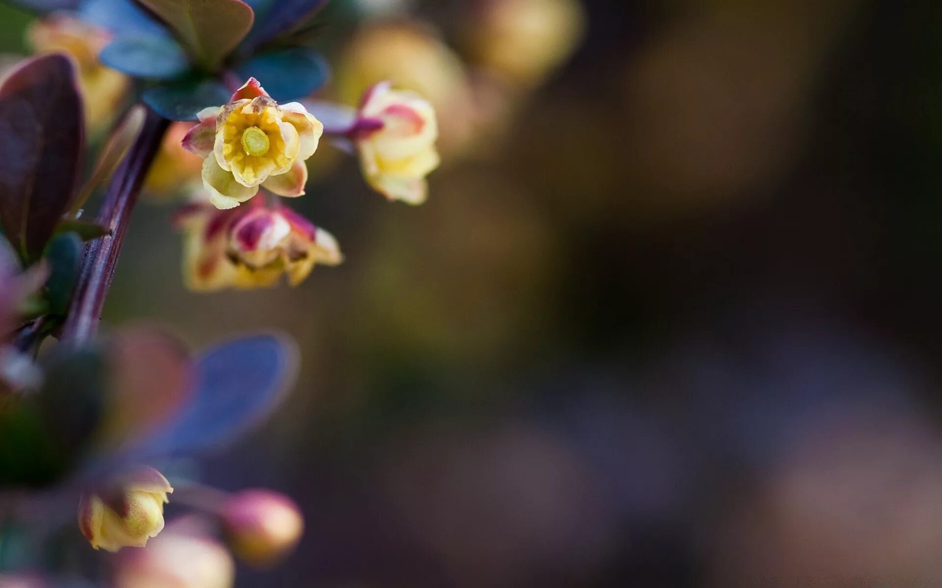 Tiny flower