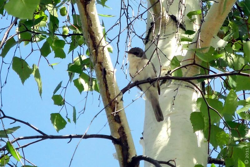 пеночка весничка птенец. спой мне иволга песню. весна птицы. Cоловьиная роща. соловьиная роща соловей.