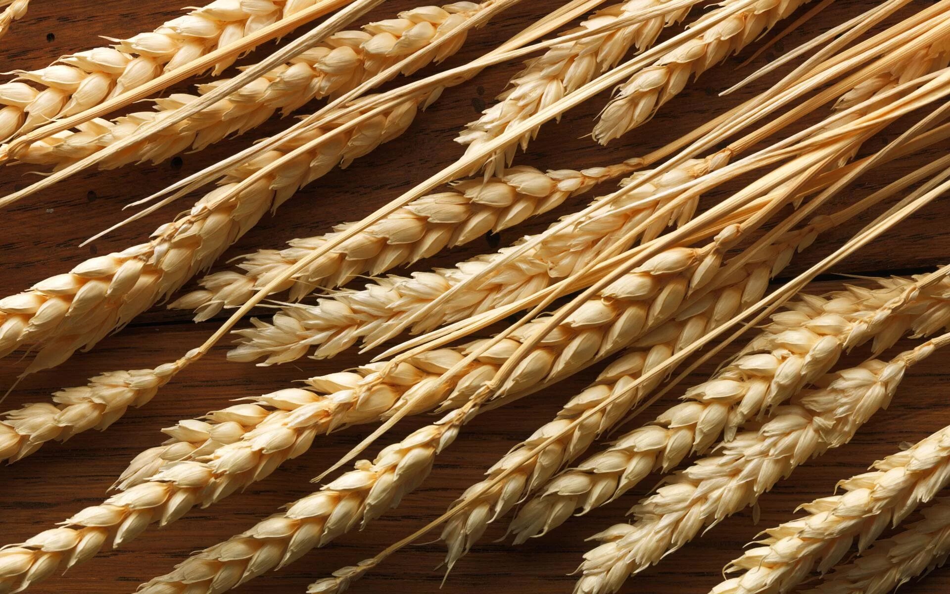 Пшеница сорт Икар. Колосья пшеницы. Колос зерна. Колос твердой пшеницы.