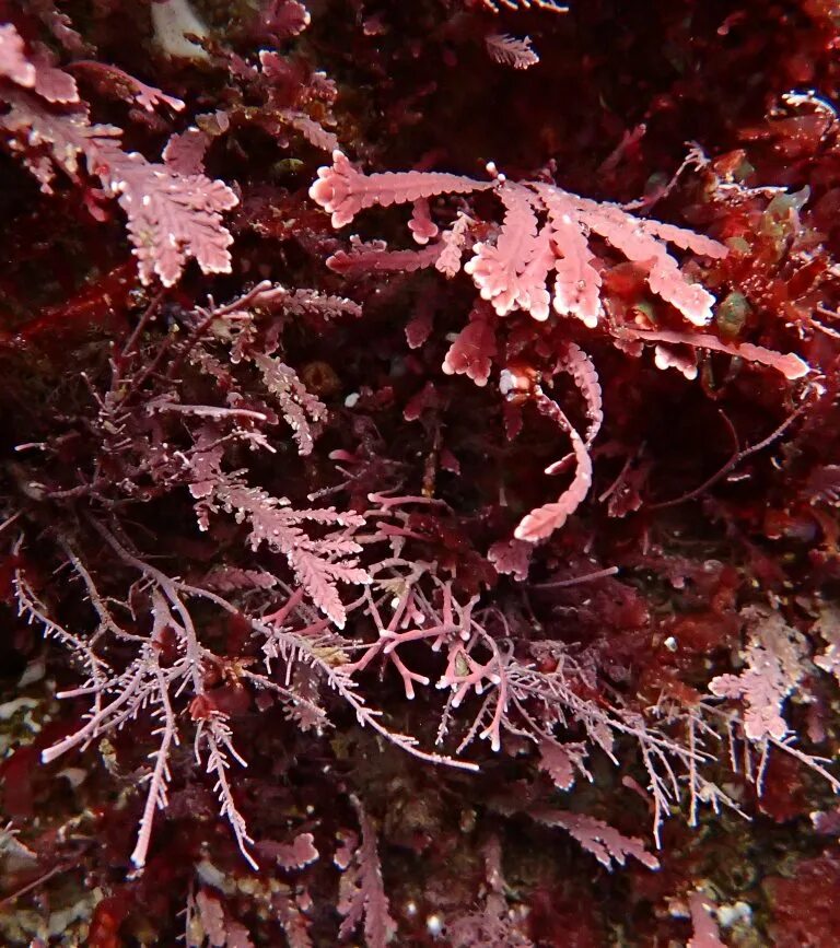 Красные водоросли глубина. Филлофора водоросль. Красные водоросли Филлофора. Анфельция порфира. Порфира, грациллярия, анфельция.