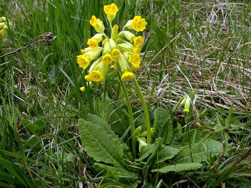 Первоцвет весенний примула баранчики. Первоцвет весенний (Primula veris l.). Примула первоцвет весенний красная книга. Первоцвет примула красная книга.