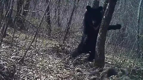 Испугался медведя падеж