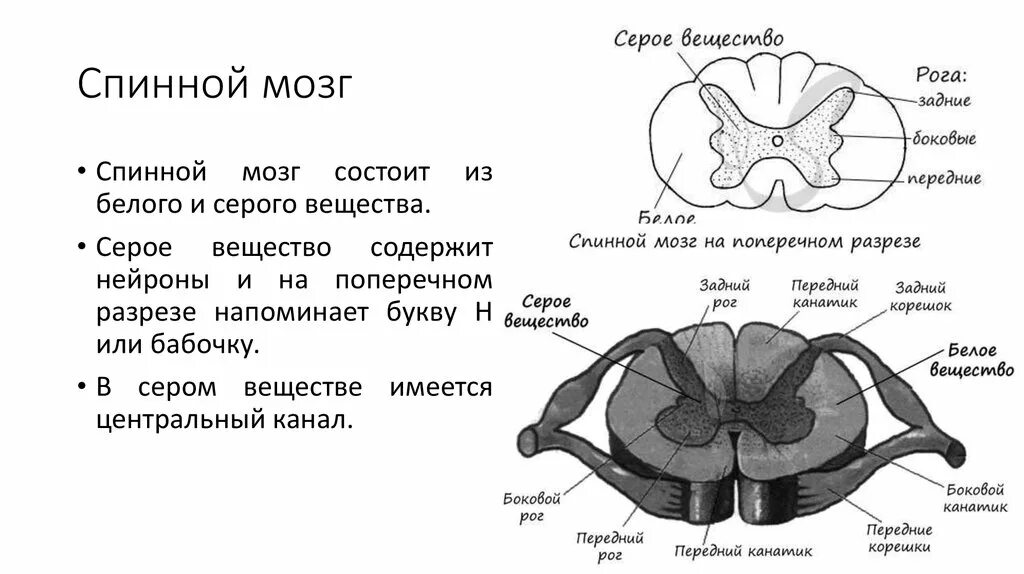 Схема поперечного сечения спинного мозга. Внутреннее строение спинного мозга поперечный разрез. Серое вещество спинного мозга схема анатомия. Спинной мозг человека поперечный разрез.