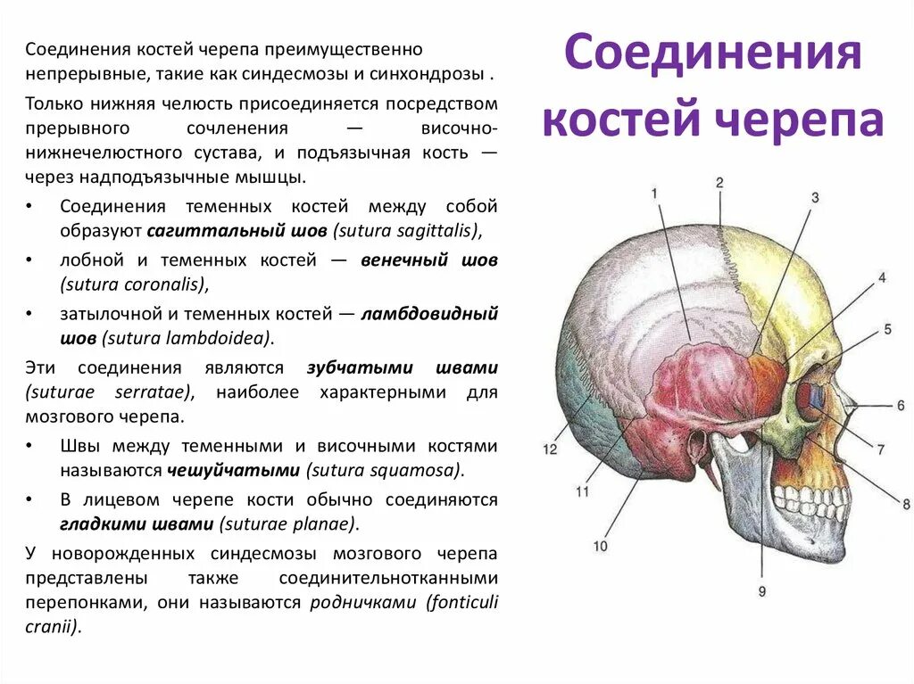 Тип соединения костей черепа. Соединение костей мозгового отдела черепа. Тип соединения костей головного мозга. Тип соединения костей мозгового отдела черепа.