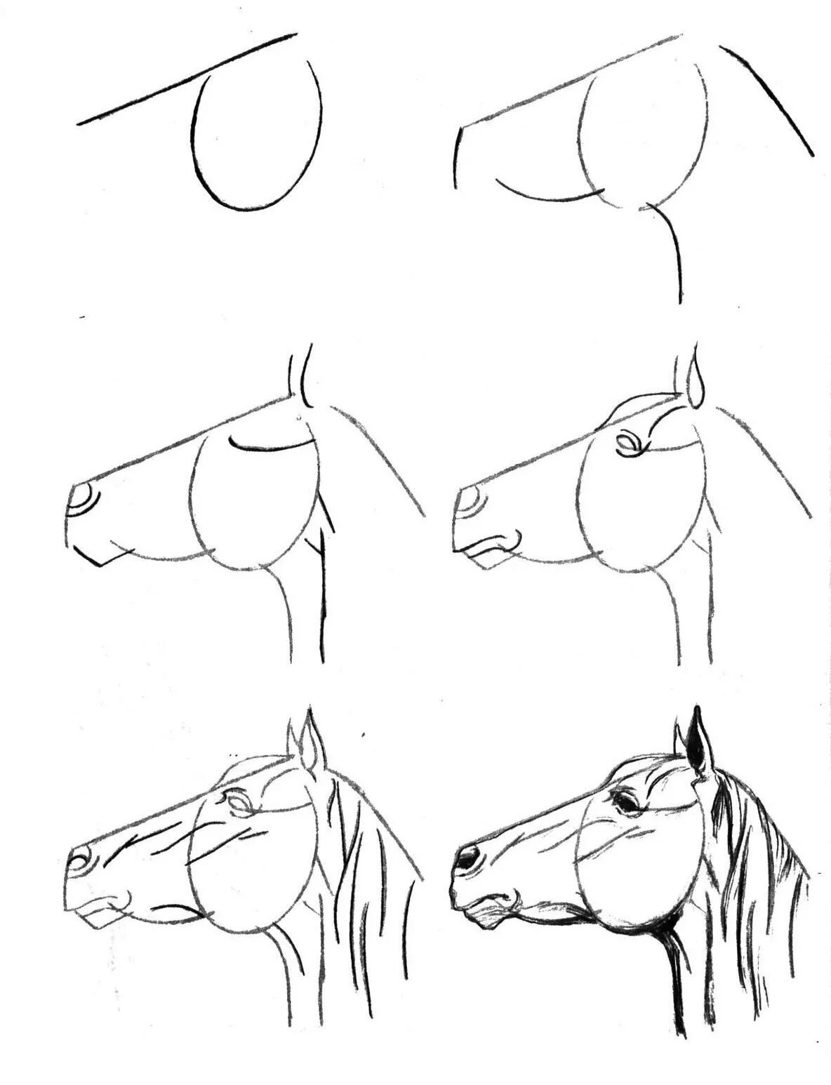 Уроки рисования для начинающих поэтапно. Лошадь рисунок карандашом. Поэтапный рисунок коня. Рисунок лошади карандашом пошагово. Пошаговое рисование лошади.