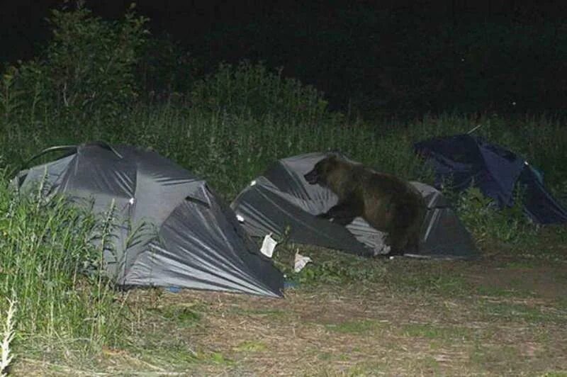 Ужасный поход. Медведь в палатке. Медведь в походе. Приколы про поход с палатками. Палатка прикол.