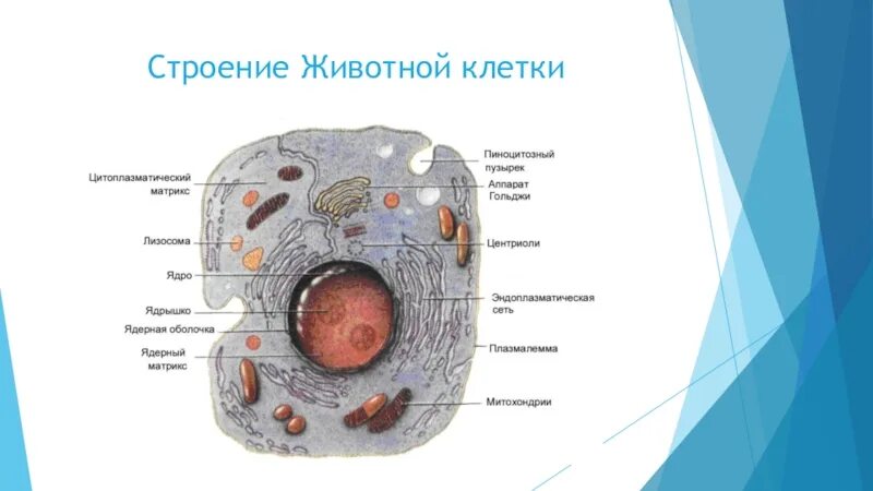 Строение 8. Строение клетки. Проламеллярное тело строение. Клетка человека строение с рецепторами.