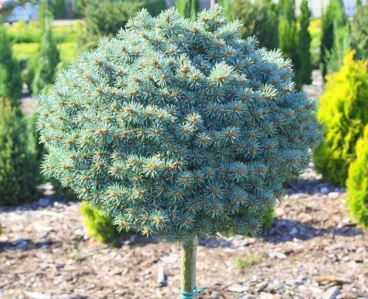 Ель колючая picea. Glauca compacta ель. Glauca compacta («Глаука компакта»). Ель пунгенс Блю Болл. Ель колючая glauca compacta.