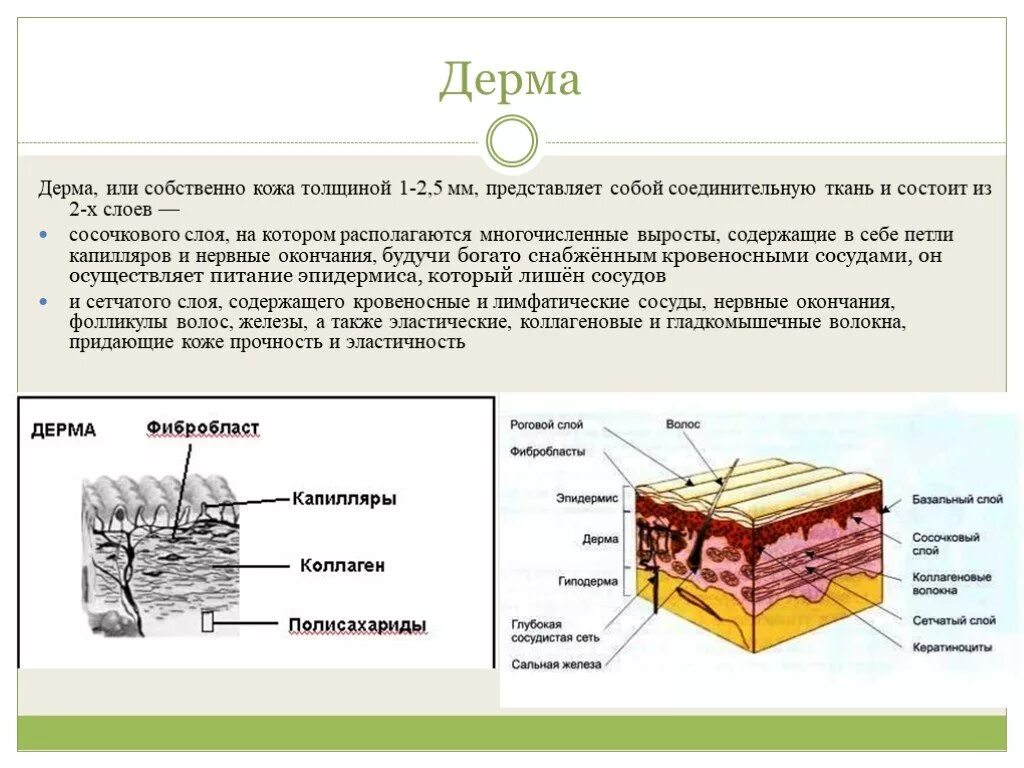 Строение сосочкового и сетчатого слоя кожи. Сетчатый слой дермы кожи образован. Дерма сосочковый слой сетчатый слой. Сосочковый и сетчатый слой кожи функции.