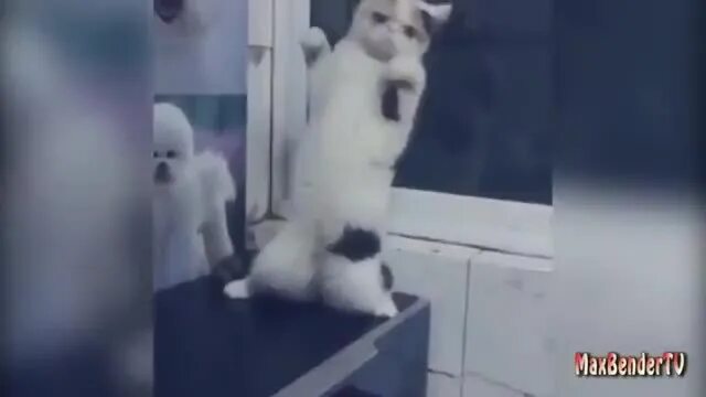 Танцующий кот под музыку. Котик танцует под музыку. кот танцует видео. кошка танцует ламбаду. коты танцуют под песню.