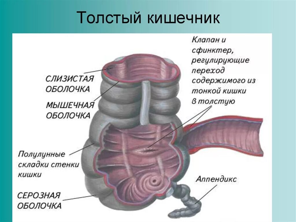 Каким номером на рисунке обозначена прямая кишка. Строение Толстого кишечника внутри. Строение стенки толстой кишки анатомия. Толстая кишка строение стенки. Толстый кишечник строение анатомия.