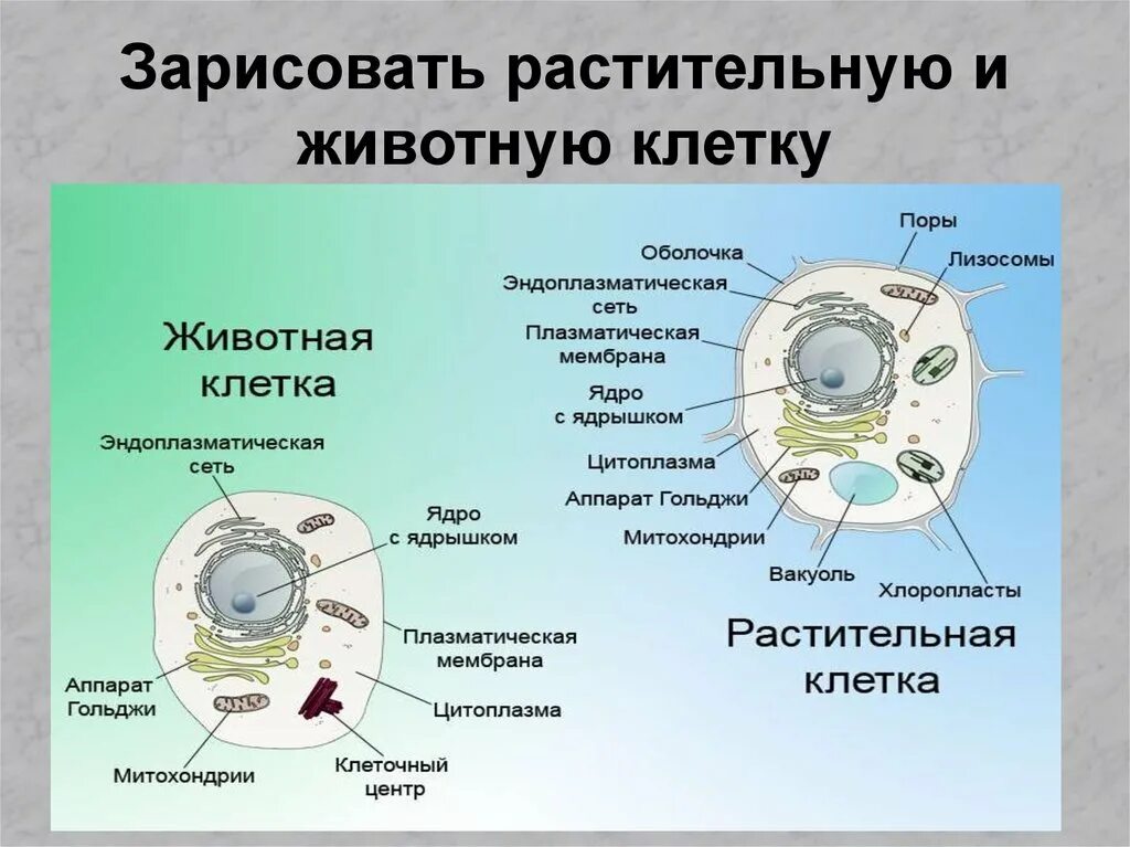 Практическая работа животная и растительная клетка