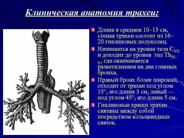 Функции трахеи. Анатомия и физиология трахеи. Трахея анатомия. Боковые стенки трахеи. Основы клинической анатомии трахеи.