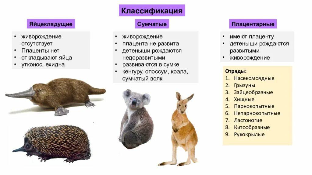 Какие из перечисленных животных являются представителями