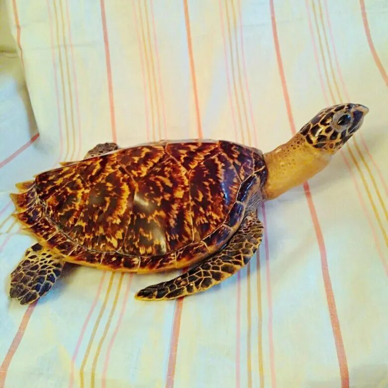 Чучело кубинской черепахи. Продажа черепашки. Чучело морской черепахи. Пепелка из черепахи. Чучело черепахи.