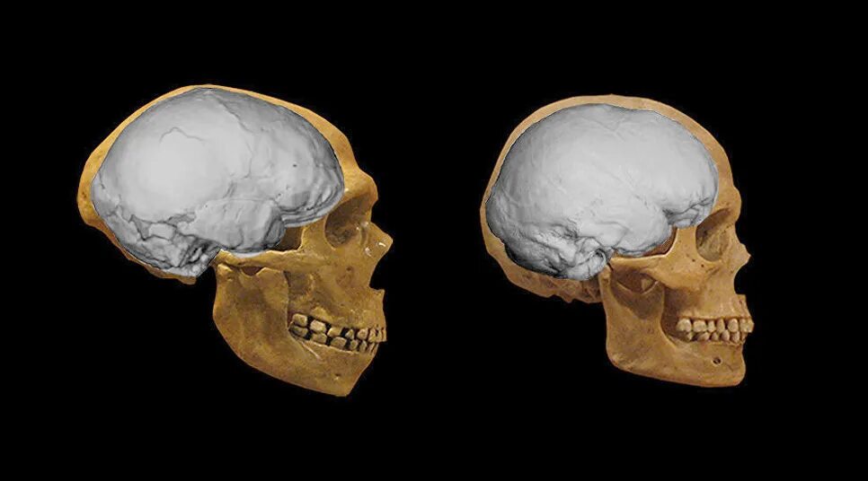 Размер мозга увеличивается. Череп неандертальца и кроманьонца. Объем мозга современного человека и неандертальца. Череп кроманьонца и современного человека.