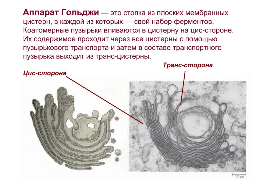 Гольджи ферменты. Цис сторона комплекса Гольджи. Транс отдел аппарата Гольджи. Аппарат Гольджи отделы цистерн. Аппарат Гольджи электронная микрофотография.