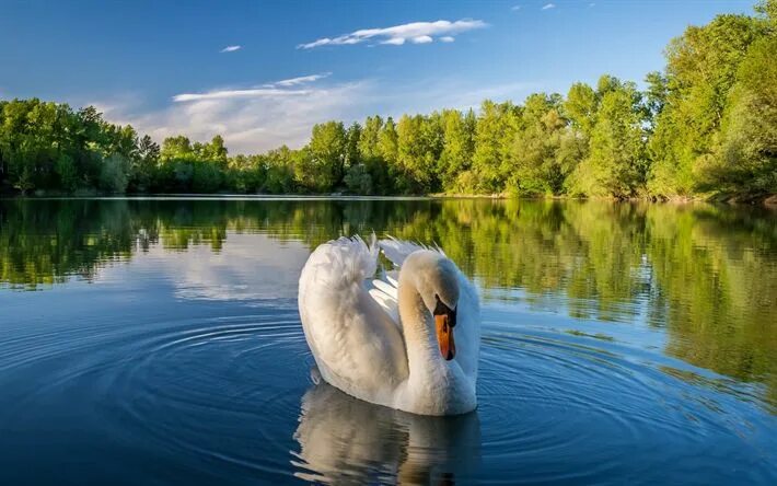 Success: Swans Protected from Eradication Mute swan, Swan, Baby swan
