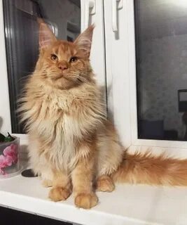 Сколько живет мейн