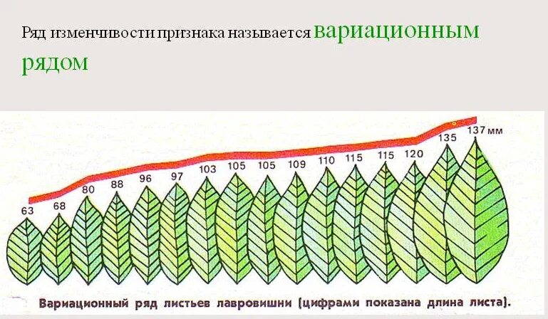 Порядок нарастания. Норма реакции вариационная кривая. Норма реакции вариационный ряд. Модификационная изменчивость березы. Вариационный ряд листьев лавровишни.