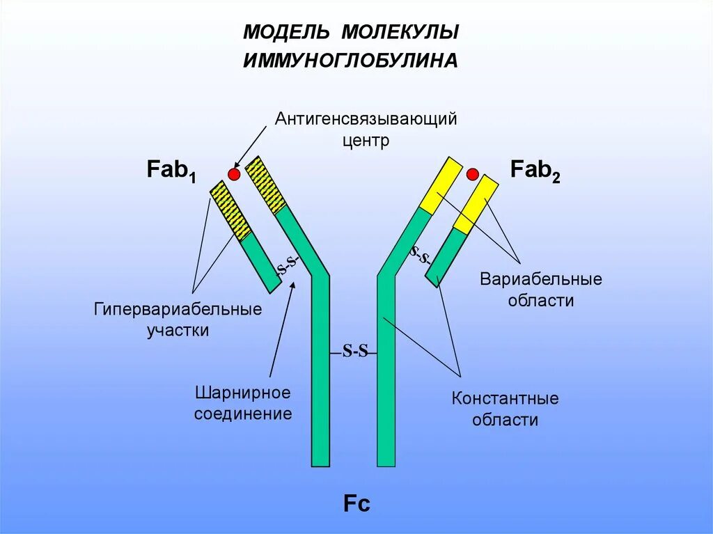FC фрагмент молекулы иммуноглобулина. Вариабельный участок иммуноглобулина. Константный участок иммуноглобулина. Участок молекулы иммуноглобулина. Фрагменты иммуноглобулинов