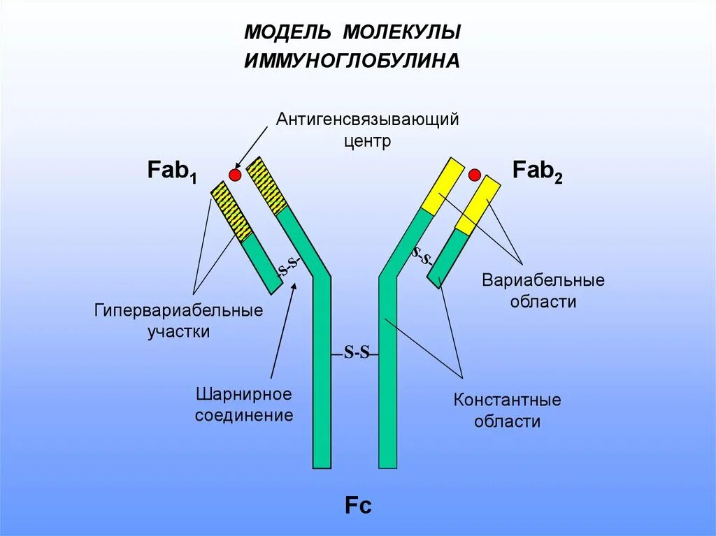 Центр антитела