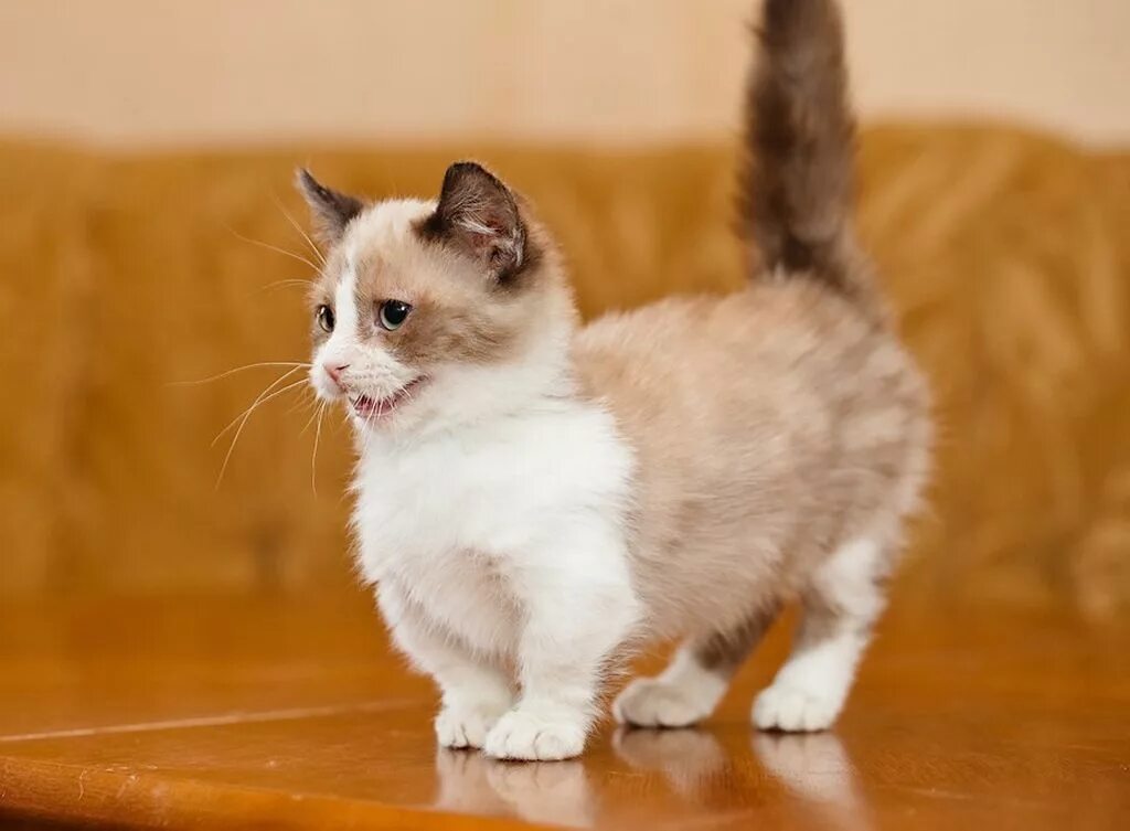 Как называется кот с короткими лапами. Манчкин порода. коты манчкин. коротколапые кошки порода манчкин. манчкин круглоухий.