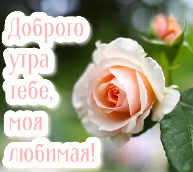 Открытки с добрым утром любимая. Доброе утро любимая. Доброе утро любимая. Открытка с добрым утром девушке. Открытка с добрым любимой женщине.