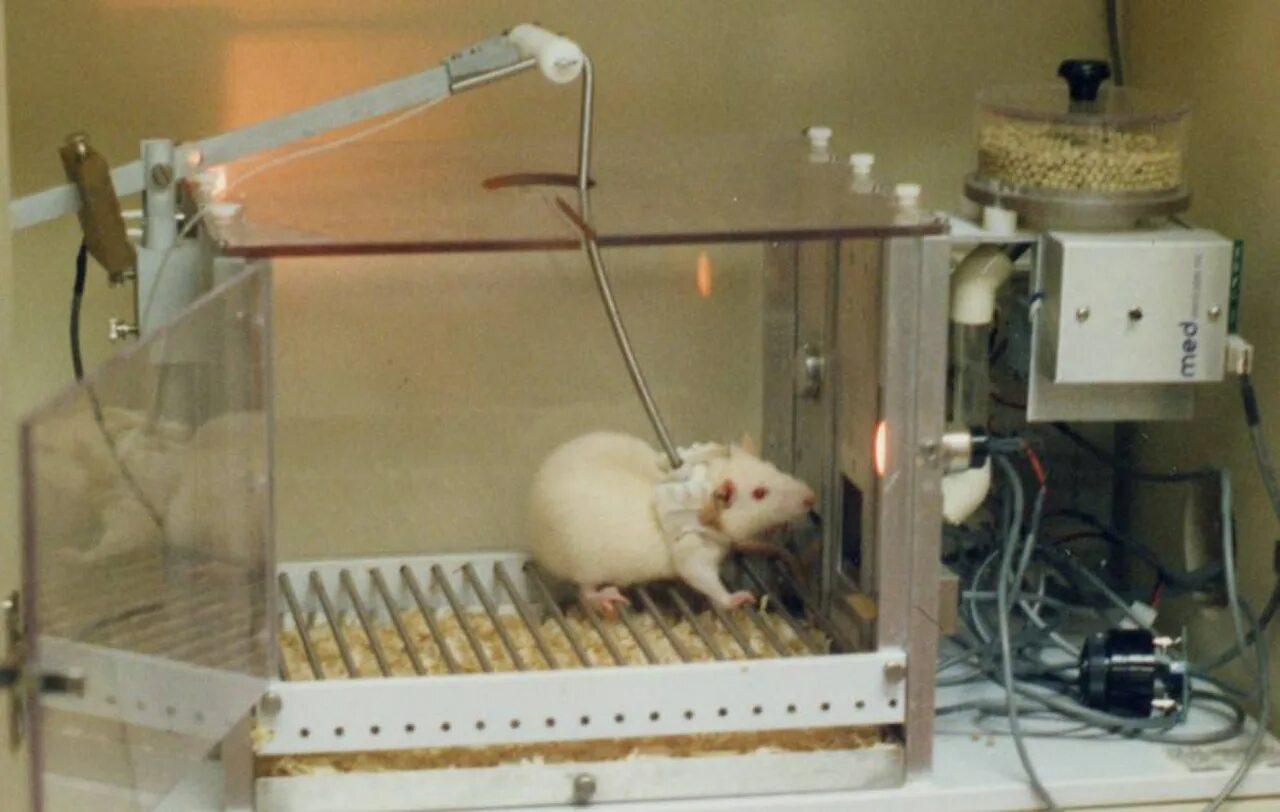 Эксперимент с мышами. Лабораторные крысы  lab rats. лабораторные крысы в эксперименте.