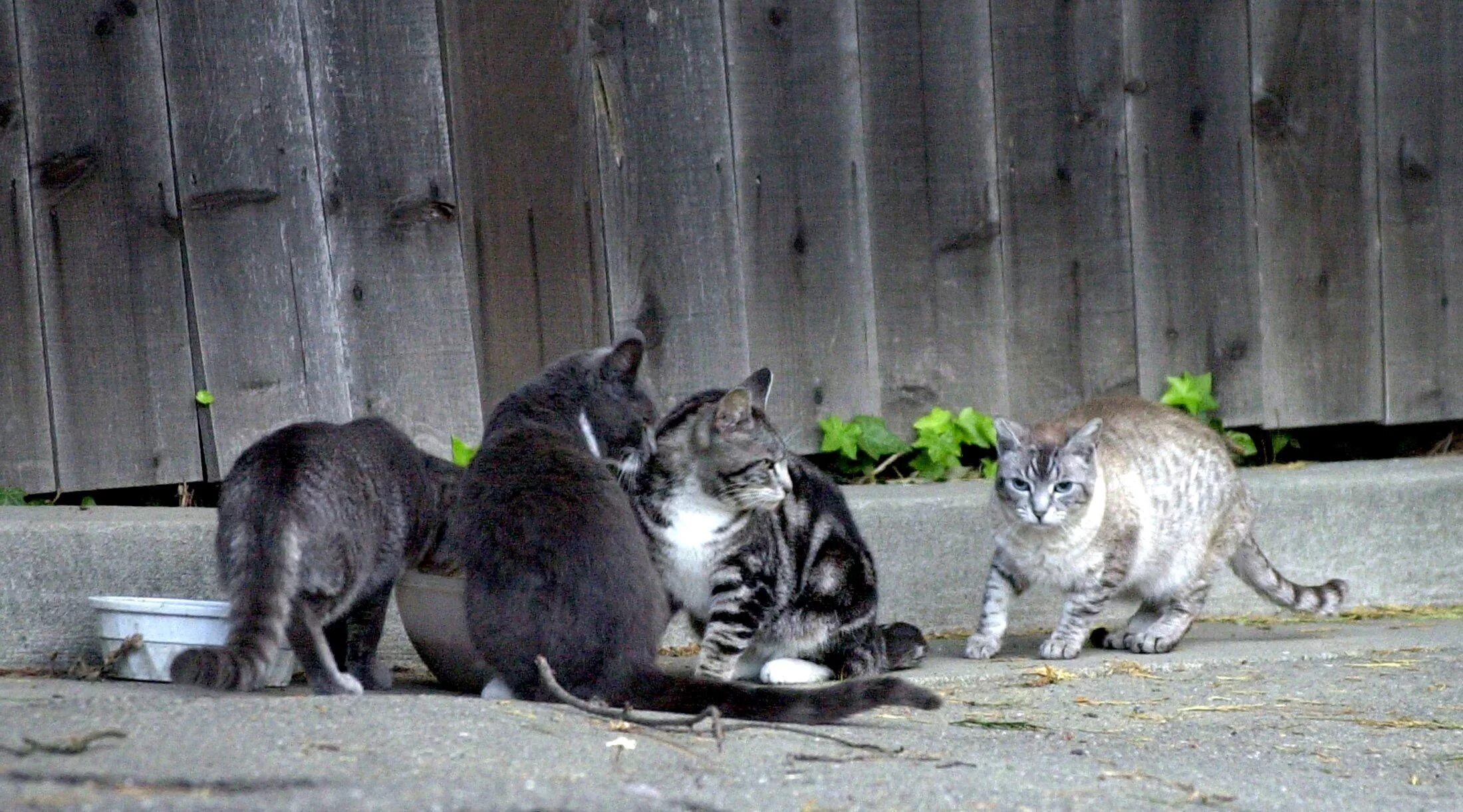 Четверо кошек. Кошки дерутся мышам Раздолье. Feral Cat or Stray Cats. Кошки rural Kraft. Кошка дерется во дворе фото.