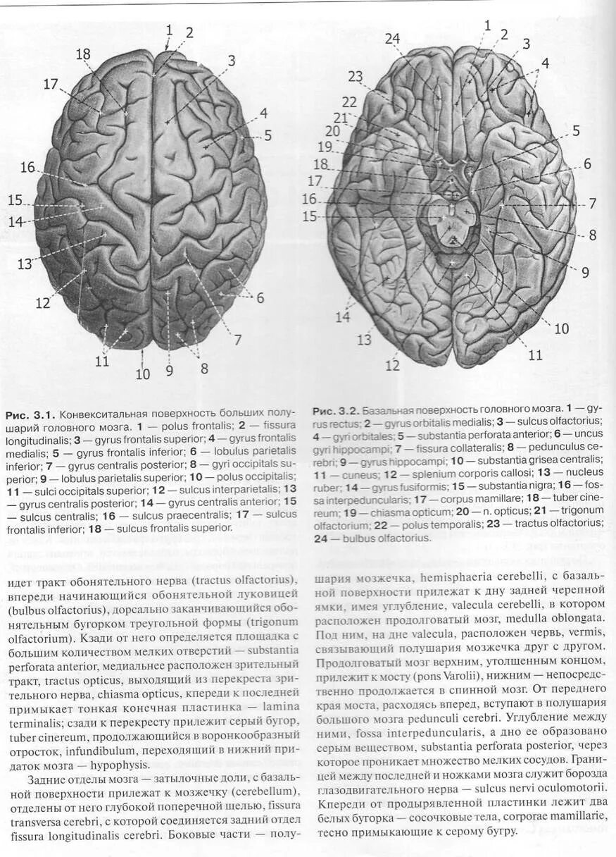 2 поверхности головного мозга. Конвекситальные отделы головного мозга. Конвекситальная поверхность головного мозга. Конвекситальная поверхность коры головного мозга. Головной мозг базальная поверхность с долями.