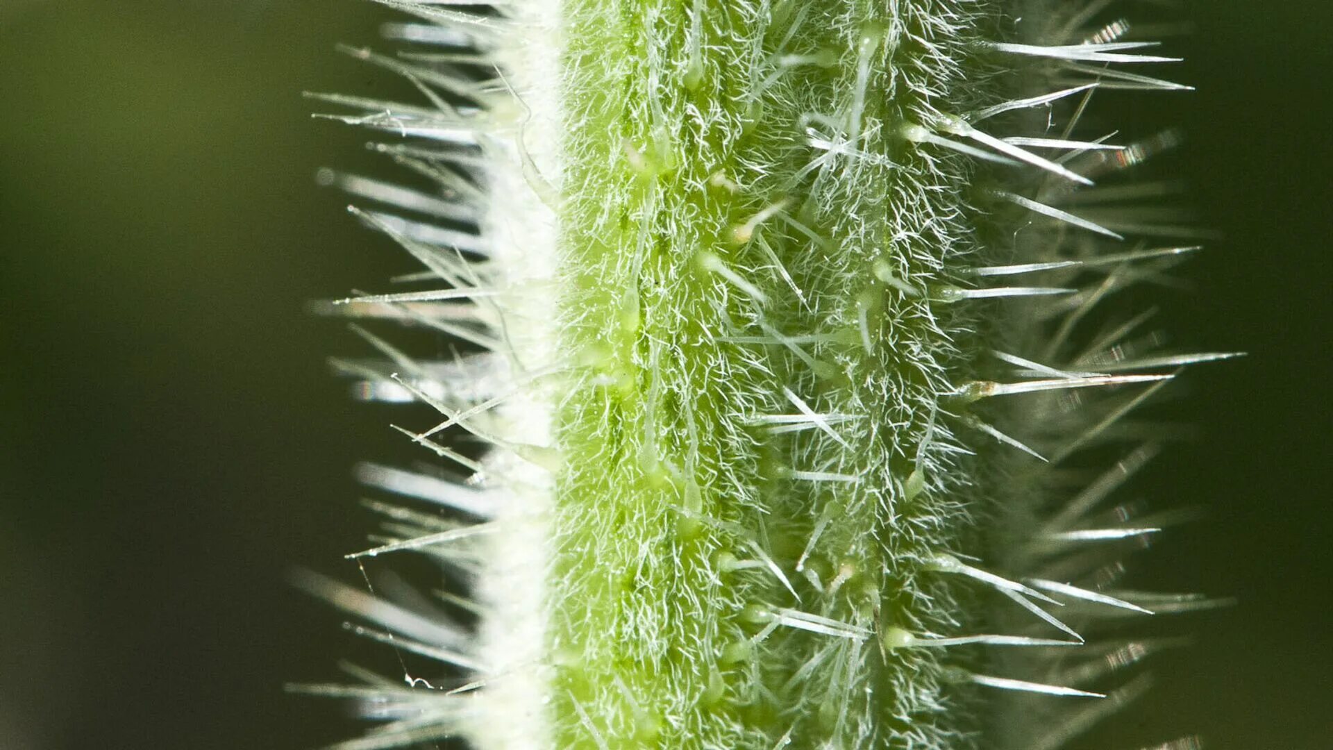 Крапива это культурное растение. Крапива (urtica dioica). Стебель крапивы двудомной. Крапива двудомная трихомы. Трихомы крапивы.