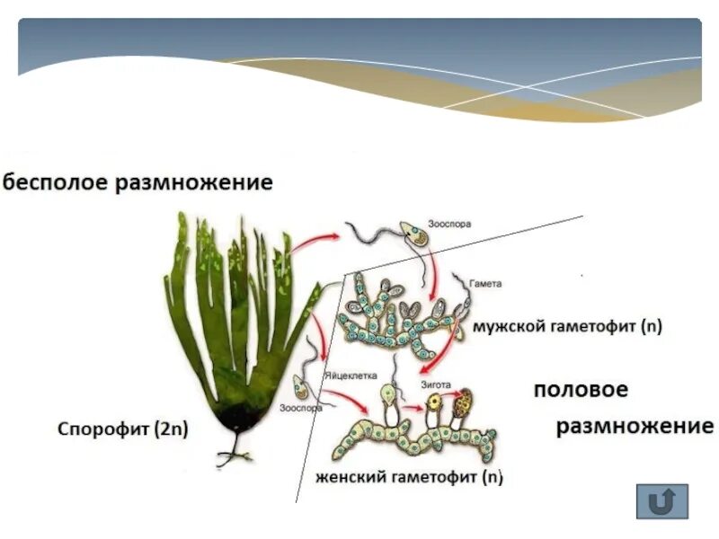 Какой спорофит у водорослей. Цикл размножения бурых водорослей. Бесполое размножение бурых водорослей. Размножение бурых водорослей схема. Морская капуста ламинария жизненный цикл.