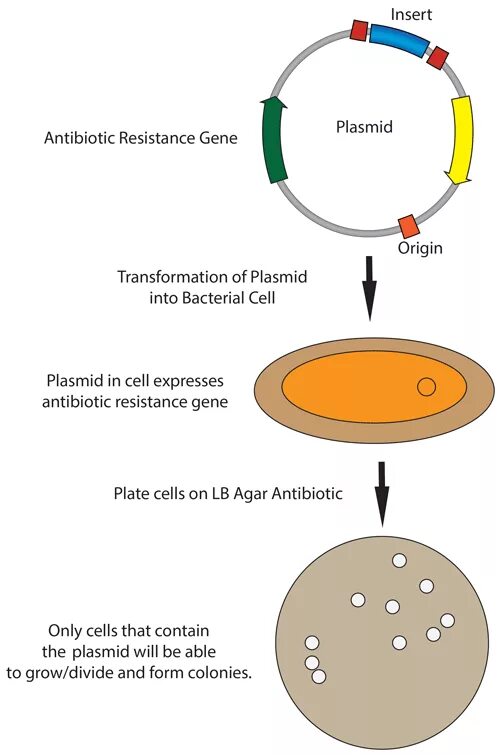Очистка плазмид. Трансформация e coli. Bacteria Transformation. Plasmid. Bacterial Transformation.