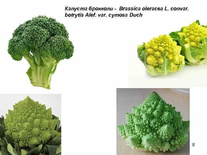Строение брокколи. Брокколи структура. Цветки брокколи. Корень капусты брокколи. Чем отличается брокколи