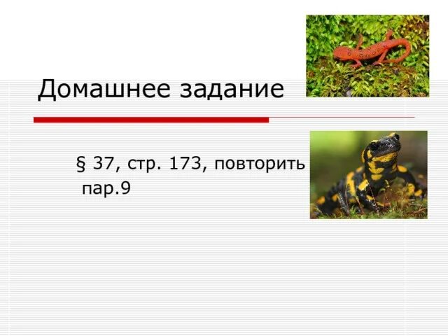 Годовой жизненный цикл земноводных. Годовой цикл земноводных 7 класс. схема годового жизненного цикла земноводных. годовой цикл жизни земноводных происхождение земноводных.