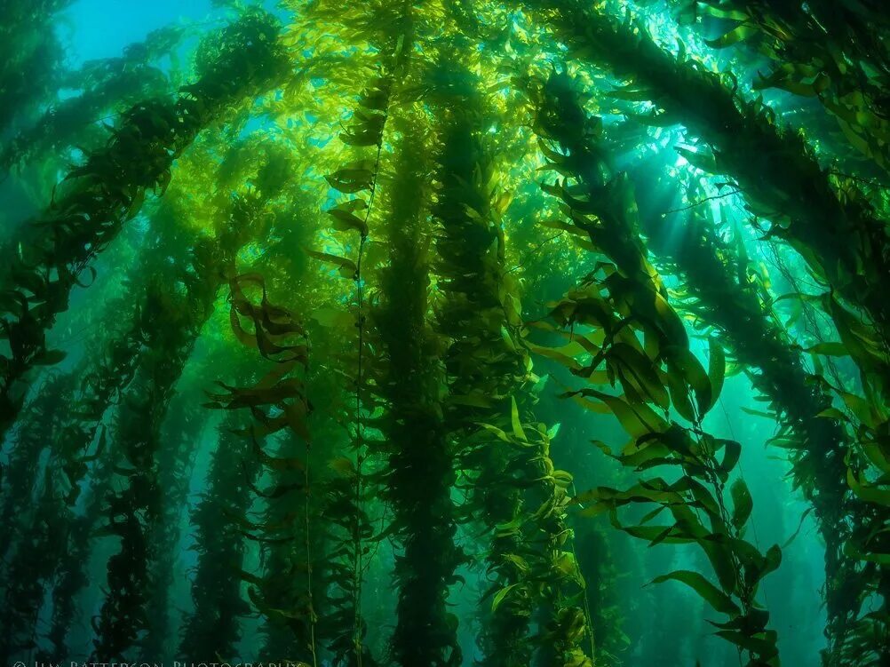 Архангельский водорослевый комбинат продукция. Келп бурая водоросль. Ламинария зеленая водоросль. Архангельский водорослевый комбинат продукция. Диатомовые водоросли байкала.